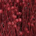 Flachs Bordeaux Rot Trockendeko Trockenblumen L55cm 80g | Floristik24.de