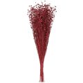 Flachs Bordeaux Rot Trockendeko Trockenblumen L55cm 80g | Floristik24.de