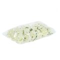 Foam-Rose Ø7,5cm Creme 18 St | Floristik24.de