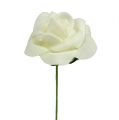Foam Rose Ø3,5cm Creme 48 St | Floristik24.de