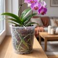 Pflanztopf für Orchideen Transparent Ø15cm 10St | Floristik24.de