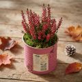 Pflanzdose Deko-Dose rund Lila Metall Vintage-Deko Ø8cm H7,5cm | Floristik24.de