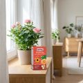 Substral Zierpflanzen Schädlingsfrei Careo Eco Insektizid 75ml | Floristik24.de