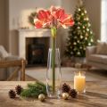 Künstliche Amaryllis Pink und Creme – Große Stielblume 76cm | Floristik24.de