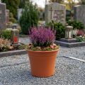Topf „Irys“ Plastik Terrakotta Ø15cm H13cm 1 St | Floristik24.de