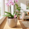 Compo Orchideen-Aufbaukur 30ml | Floristik24.de