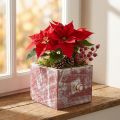 Pflanzkasten Holz Deko Schublade Shabby Chic Rot Weiß 12cm | Floristik24.de