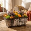 Pflanzkasten Pflanztopf Eckig Birke/Reben 28×14×11,5cm | Floristik24.de