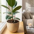 Seramis ® Gießanzeiger groß 26cm 2St | Floristik24.de