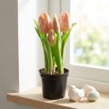 Künstliche Tulpen im Topf Tulpen Peach Kunstblumen 22cm | Floristik24.de