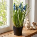 Hyazinthen künstlich im Topf Blau 24cm | Floristik24.de