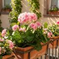 Geranie Kunstblume Rosa Geranienbusch künstlich 7Blüten H38cm | Floristik24.de