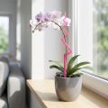 Orchideenstab Kunststoff Rosa Stütze Orchideen Pflanzenstab H64cm | Floristik24.de