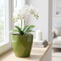 Orchideentopf glänzend Ø12,5cm Olivgrün 1 St | Floristik24.de