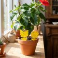 Solabiol Garten Gelbsticker Insektizidfrei 10 Motivsticker | Floristik24.de