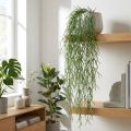 Deko-Ranken, Korallenkaktus, künstlicher Rhipsalis-Hänger Grün L120cm | Floristik24.de