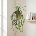 Rhipsalis künstlich Korallenkaktus Hängeampel H87cm | Floristik24.de