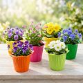 Plastiktopf Blüte Ø6,5cm 25 St | Floristik24.de