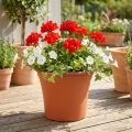 Topf „Irys“ Plastik Terrakotta Ø22cm H18cm 1 St | Floristik24.de