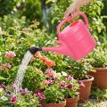 Gießkanne Pink 10L | Floristik24.de