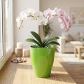 Orchideentopf glänzend Ø12,5cm Limette 1 St | Floristik24.de