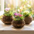 Paradiesnuss Pflanztopf Natur Sapucaia Ø14cm H10cm 3 St | Floristik24.de