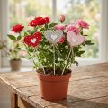 Herzen gepunktet Holzherzen Blumenstecker 6×5cm 18 St | Floristik24.de