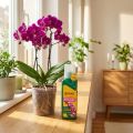 Seramis® Vitalnahrung für Orchideen Orchideendünger 200ml | Floristik24.de