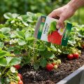 Chrysal Erdbeerdünger 1kg | Floristik24.de