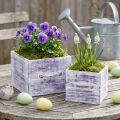 Pflanzschublade mit Griff Lila Weiß Holz 12/15cm 2er-Set | Floristik24.de