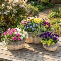 Weidenkorb zum Bepflanzen Pflanzschale L29/33/38cm 3er-Set | Floristik24.de