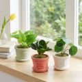 Künstliche Grünpflanzen Mini Pflanzen im Topf 15cm 3St | Floristik24.de