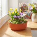 Z-Schale Plastik Ø16cm 10 St | Floristik24.de