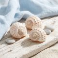 Muschel Tonna Tessalata 7 St | Floristik24.de