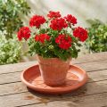 Untersetzer „Linda" Ø33cm Terrakotta | Floristik24.de