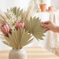 Palmspear Sun mini Natur 50 St | Floristik24.de