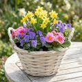 Korb mit Griffen Spankorb Pflanzkorb geweißt Ø18cm H12cm | Floristik24.de