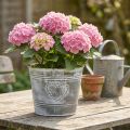 Blumentopf Shabby Chic Übertopf Metall Herz Ø22cm H17,5cm | Floristik24.de