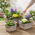 Pflanzkorb mit Henkeln, Korbschale eckig, Naturgefäß zum Bepflanzen Shabby Chic Weiß gewaschen L30/25,5/21cm H12/11/10cm 3er-Set | Floristik24.de