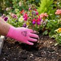 Kixx Gartenhandschuhe Gr.8 Rosa, Pink | Floristik24.de