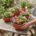 R-Schale Plastik Terrakotta Ø 13cm - 19cm, 10St | Floristik24.de