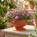 Schale mit Fuß Terrakotta Ø26cm | Floristik24.de