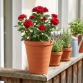 Rosentopf Kunststoff 19cm Terrakotta 1 St | Floristik24.de