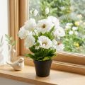 Mohn im Topf Weiß Seidenblumen Blumendeko | Floristik24.de