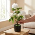 Künstliche Paeonia, Pfingstrose im Topf, Dekopflanze Weiß blühend H57cm | Floristik24.de