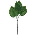 Floristik24 Philodendron Künstlich Baumfreund Kunstpflanzen Grün 39cm