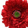 Floristik24 Gerbera künstlich Rot 62cm 6St