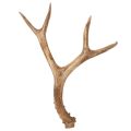 Floristik24 Künstliches Geweih naturgetreu rustikal 32cm