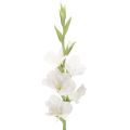 Floristik24 Künstliche Gladiole Langer Stiel für Vasen 88cm