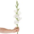 Künstliche Gladiole Langer Stiel für Vasen 88cm | Floristik24.de